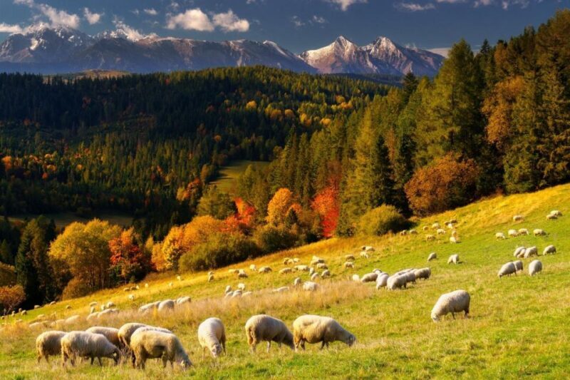 From Krakow: Zakopane and Thermal Baths with Optional Lunch - FAQ