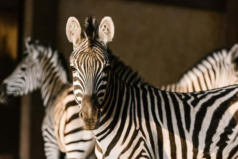From Krakow: Zoo Trip with Private Luxury Transfer - FAQ