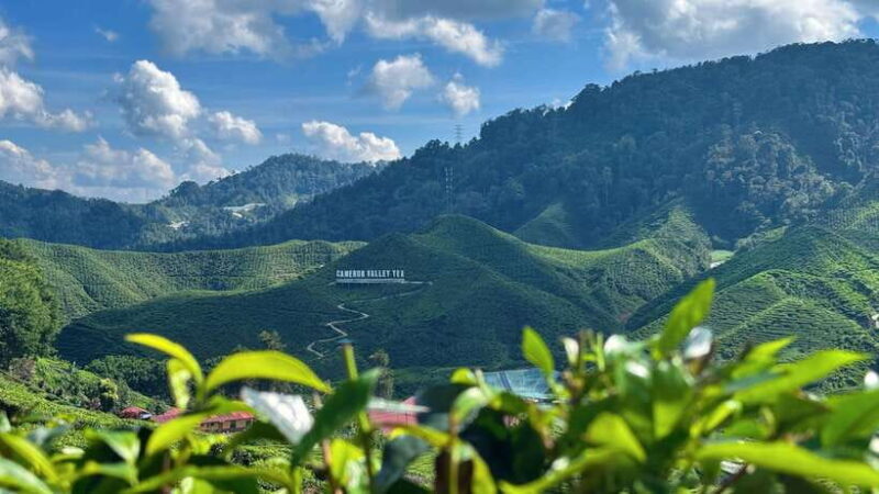From Kuala Lumpur: Cameron Highlands Day Tour w/Lunch&Pickup - Key Points