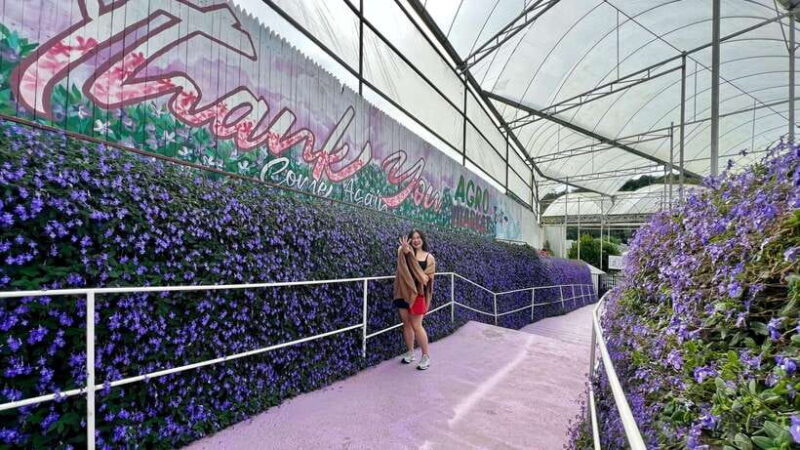 From Kuala Lumpur: Cameron Highlands Day Tour w/Lunch&Pickup - Why This Tour Works Well