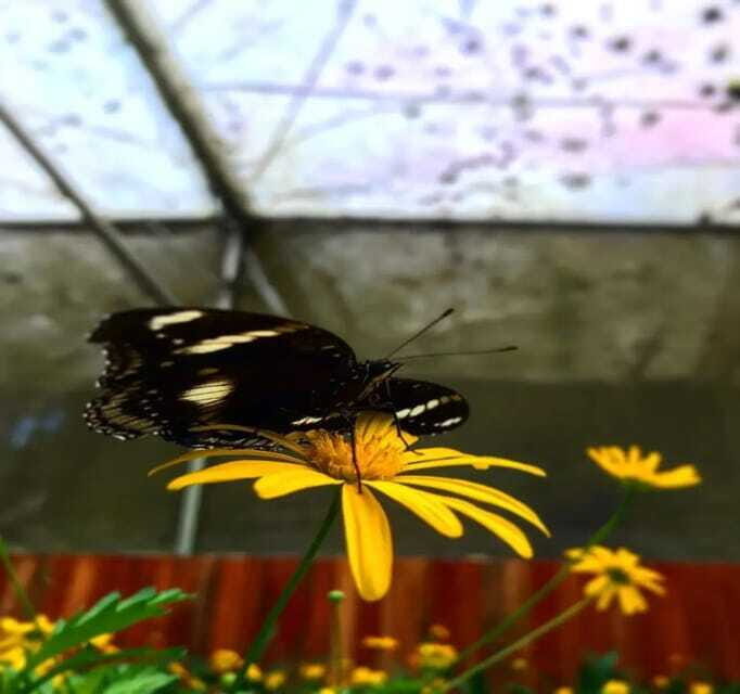 From Kuala Lumpur: Cameron Highlands Day Trip with Transfers - From Kuala Lumpur: Cameron Highlands Day Trip with Transfers – A Complete Guide