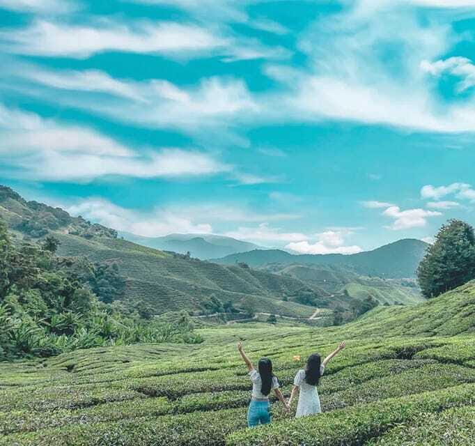 From Kuala Lumpur: Cameron Highlands Day Trip with Transfers - Key Points