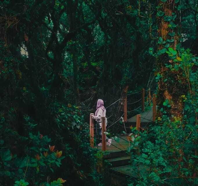 From Kuala Lumpur: Cameron Highlands Day Trip with Transfers - Who Should Consider This Tour?