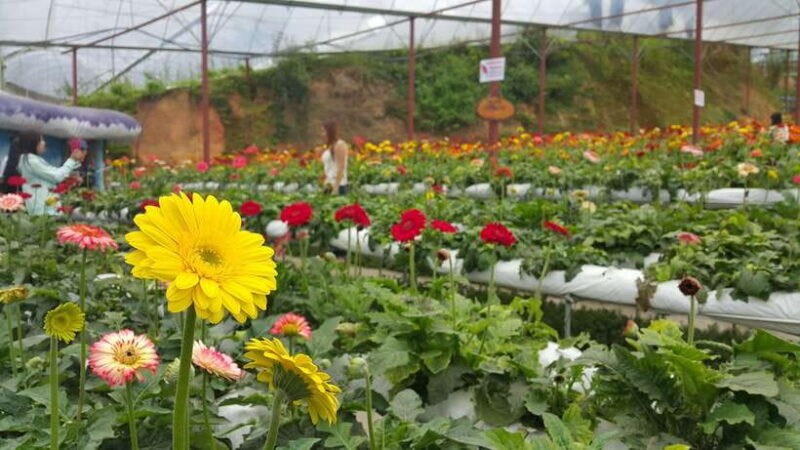 From Kuala Lumpur: Cameron Highlands Full-Day Tour - Key Points