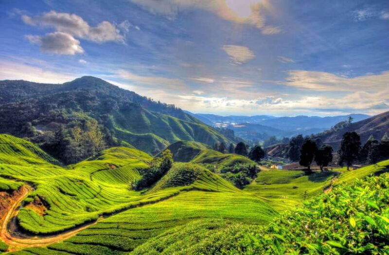 From Kuala Lumpur: Cameron Highlands Full-Day Tour - Exploring the Heart of Cameron Highlands: A Detailed Look