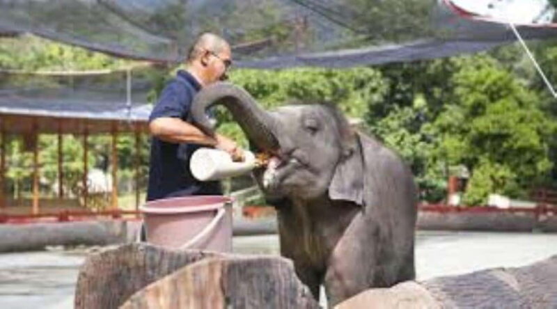 From Kuala Lumpur: Elephant Sanctuary Guided Tour - What Does This Tour Really Offer?