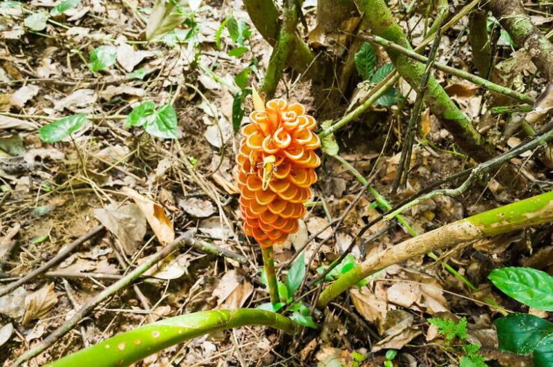 From Kuala Lumpur: Full-Day Taman Negara National Park - FAQ