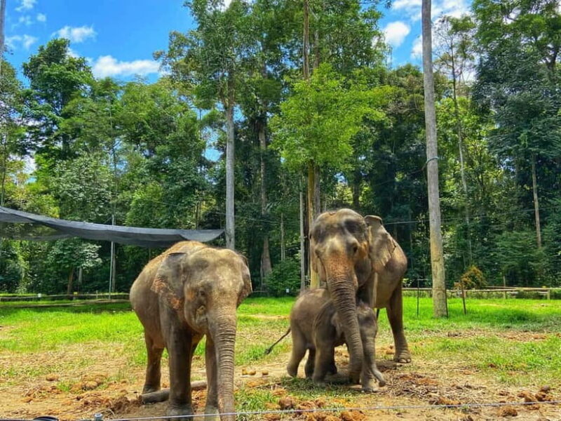 From Kuala Lumpur: Kuala Gandah Elephant Sanctuary Day Trip - An In-Depth Look at the Tour Experience