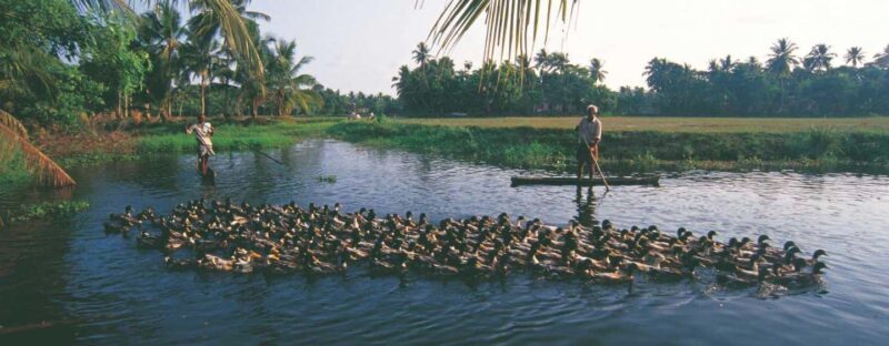 From Kumarakom: Half Day Aymanom Rural Village Tour - From Kumarakom: Half Day Aymanam Rural Village Tour