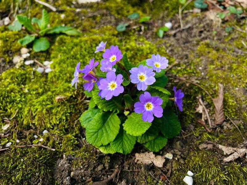 From Kutaisi:Canyons and caves tour with transfer to Tbilisi - Final Thoughts