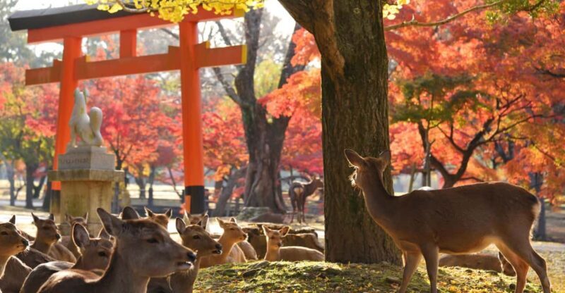 From Kyoto: Nara Guided Half Day Bus Tour - Key Points