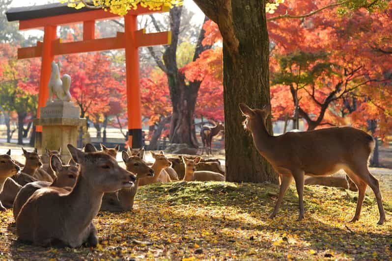 From Kyoto: Nara Guided Half Day Bus Tour - Authentic Experiences and Authenticity