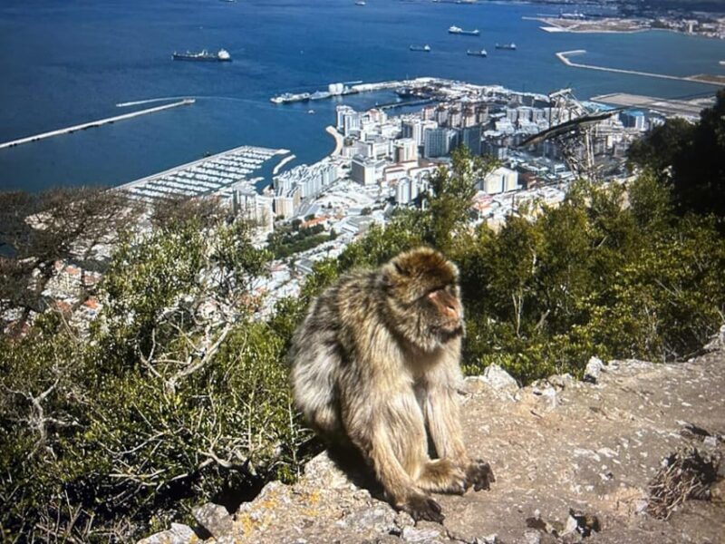 from La Cala/Marbella/Estepona: VIP Gibraltar tour with monkey rock + shopping - The Sum Up: Is This Tour Right for You?