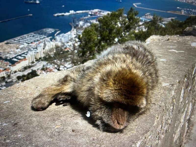 from La Cala/Marbella/Estepona: VIP Gibraltar tour with monkey rock + shopping - FAQ