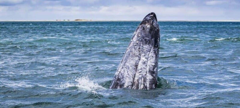 From La Paz: Puerto Chale Gray Whale Watching Tour - Detailed Review of the Puerto Chale Gray Whale Watching Tour