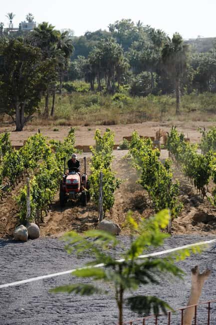From La Playa: Vineyard Tour w/ Tasting & Todos Santos Stop - From La Playa: Vineyard Tour with Tasting & Todos Santos Stop
