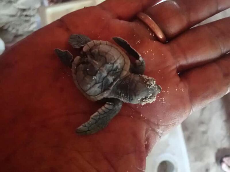 From La Romana: Saona Island for Aida Cruises Passengers - FAQ