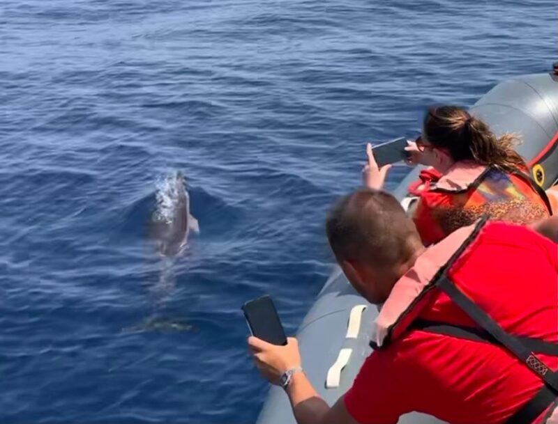From Lagoa: Dolphins & Ponta da Piedade with biologist guide - A Detailed Look at the Experience