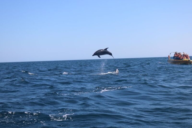 From Lagoa: Dolphins & Ponta da Piedade with biologist guide - The Value of This Tour