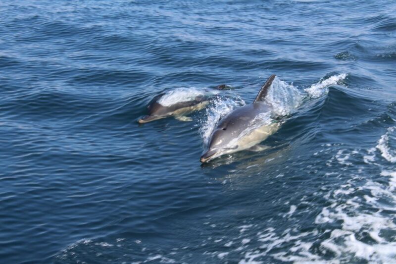 From Lagos: Dolphin Watching Boat Trip w/ Marine Biologists - A Detailed Look at the Experience