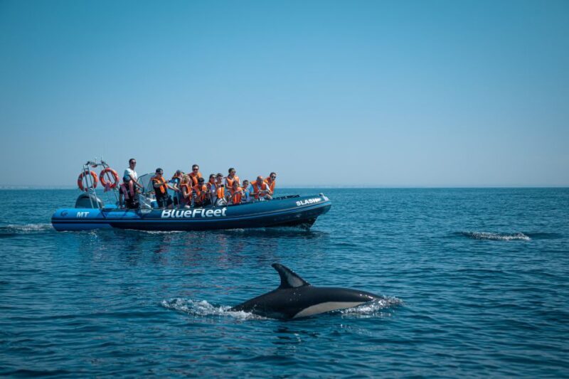 From Lagos: Dolphin Watching Boat Trip w/ Marine Biologists - Who Should Consider This Tour?