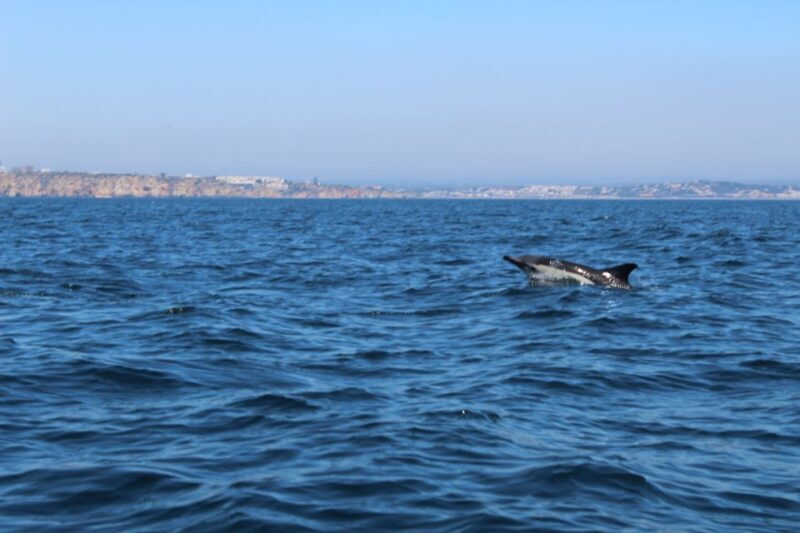 From Lagos: Dolphin Watching Boat Trip w/ Marine Biologists - Frequently Asked Questions