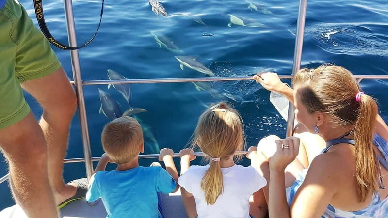 From Lagos: Dolphin Watching Catamaran Cruise - Key Points