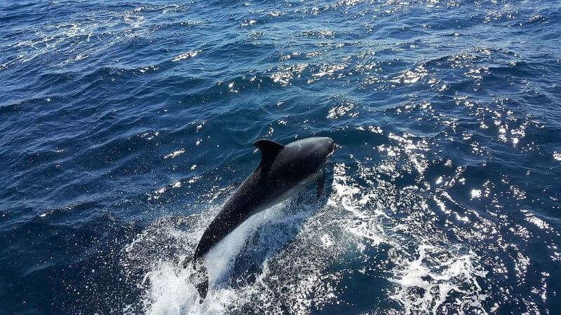 From Lagos: Dolphin Watching Catamaran Cruise - FAQs