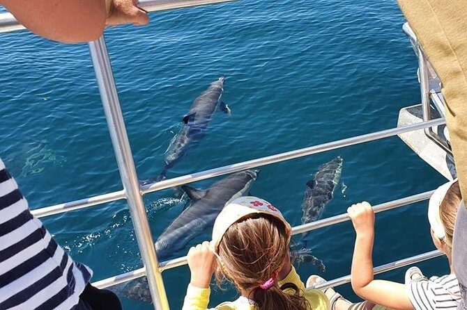 From Lagos: Dolphin Watching Cruise on a Catamaran - Wildlife Sightings: What to Expect