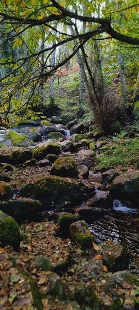 From Lagos: Monchique Private Guided Hike + Medronho Tasting - What Makes This Tour Stand Out?