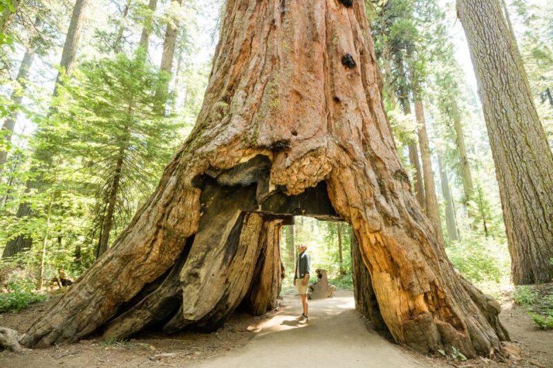 From Lake Tahoe: Yosemite National Park Day Trip with Lunch - The Sum Up