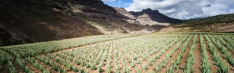 From Las Palmas: Fataga, Aloe Vera Farm, and Puerto de Mogán Market - Final Thoughts