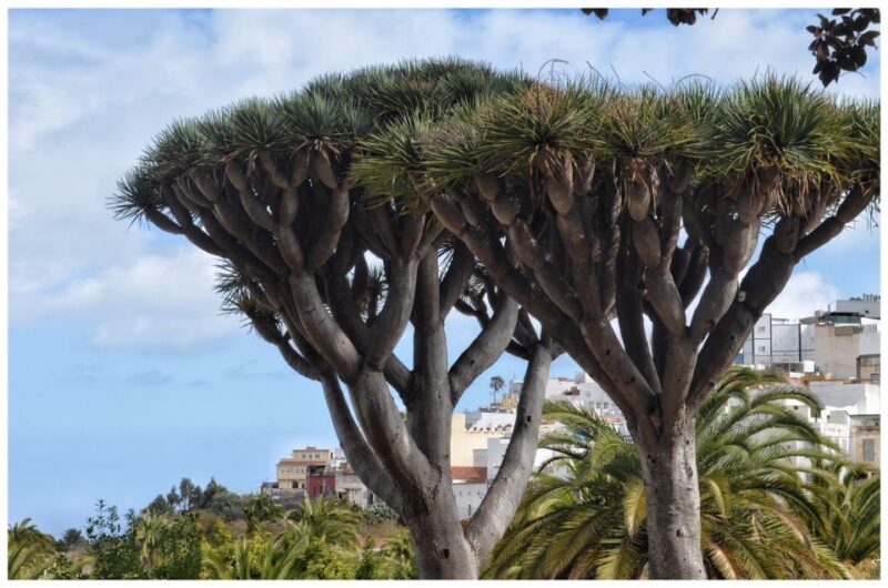 From Las Palmas: Full-Day Tour of the North - Who Should Take This Tour?