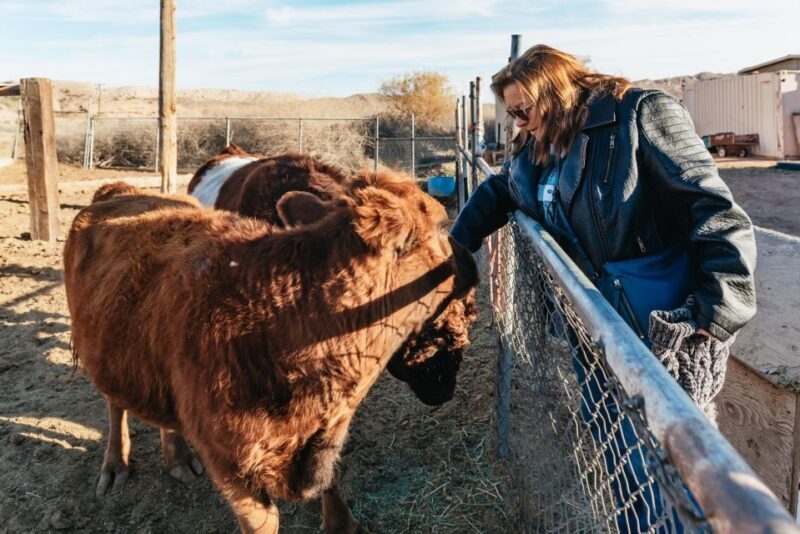 From Las Vegas: Desert Sunset Horseback Ride with BBQ Dinner - The Sum Up