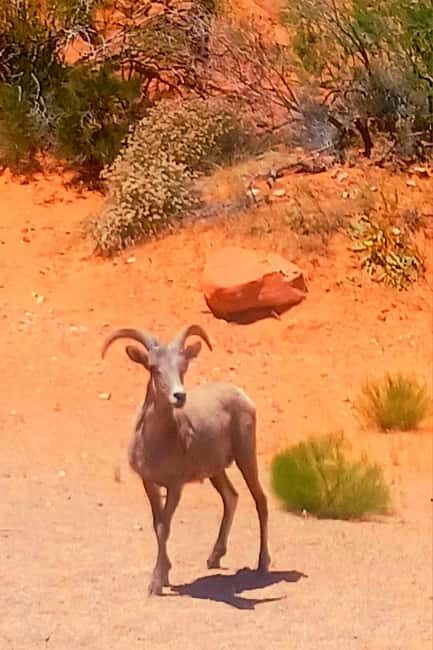 From Las Vegas: Valley of Fire Full-Day Guided Tour w/ Lunch - Who Will Love This Tour?