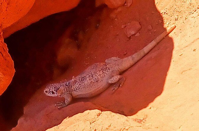 From Las Vegas Valley of Fire Full Day Guided Tour with Lunch - FAQ