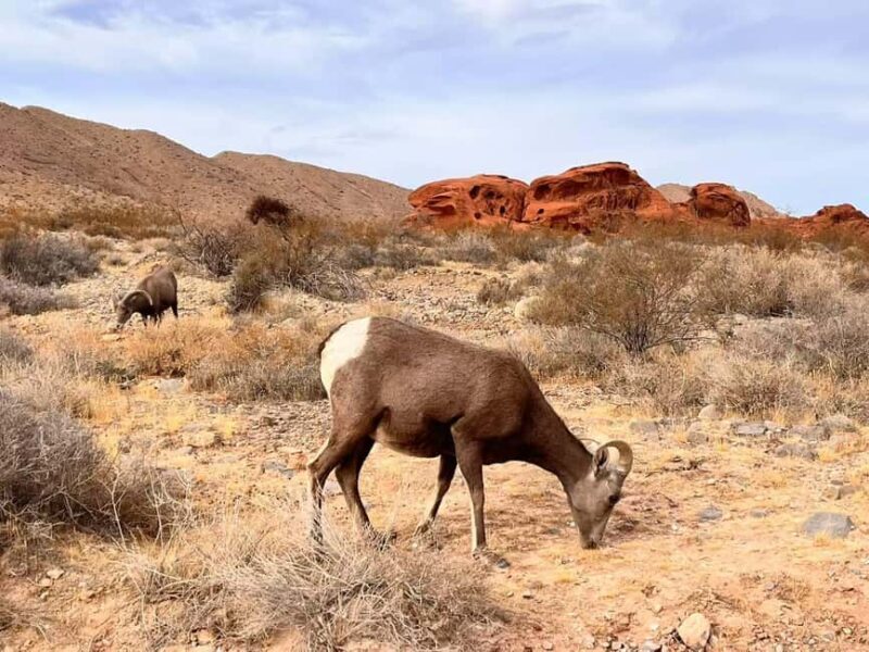 From Las Vegas: Valley of Fire State Park Guided Day Tour - Why This Tour Offers Great Value