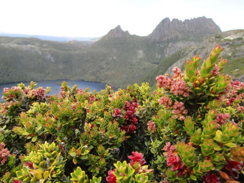 From Launceston: Cradle Mountain - Active Day Tour - Who This Tour is Perfect For