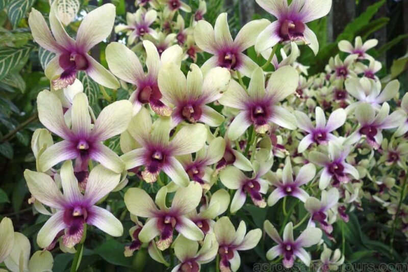 From Lautoka: Garden of Sleeping Giant, Viseisei & Nadi Tour - Analyzing the Tour’s Value