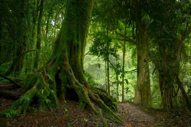 From Leticia: Wild Amazonas Adventure 4-Day Tour - Key Points