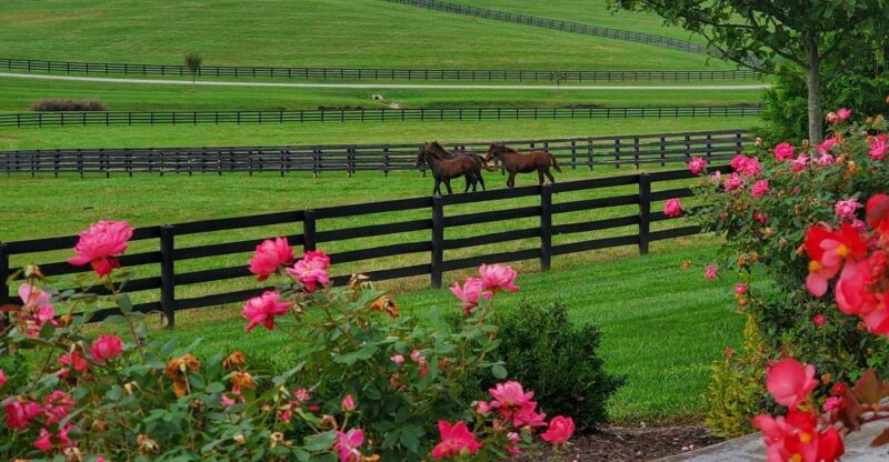 From Lexington: Kentucky Horse Farms Tour - FAQ