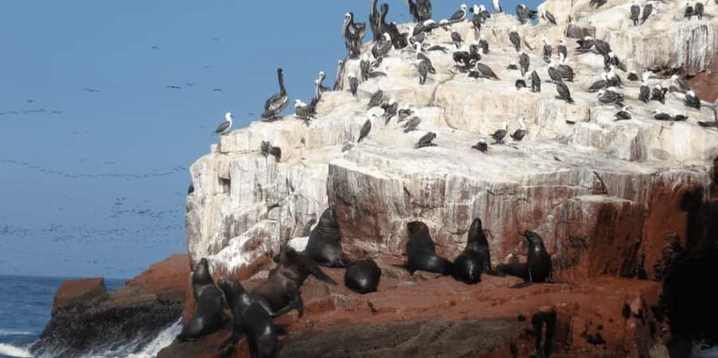 From Lima: Ballestas Islands + Huacachina Oasis 1-Day - What We Love About This Tour