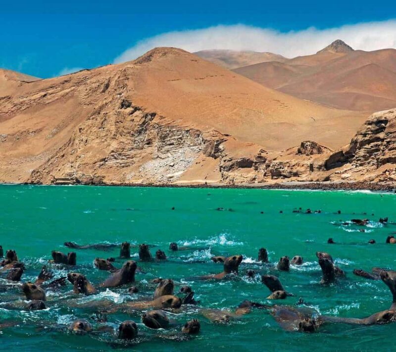 From Lima: Ballestas Islands + Huacachina Oasis 1-Day - FAQs