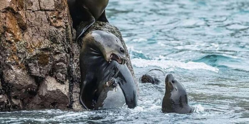 From Lima: Day trip to Paracas, Ica and Oasis Huacachina - Return Journey and Final Thoughts