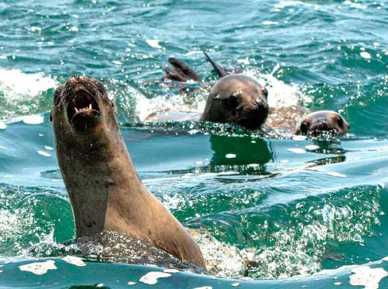 From Lima: Excursion Palomino Islands - Callao Bay -Half Day - Key Points