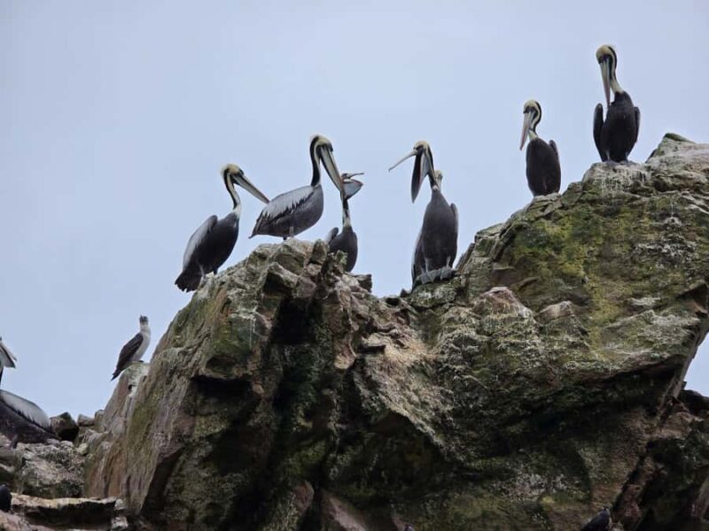 From Lima: Huacachina Oasis Day Trip with Buggy Ride - Key Points