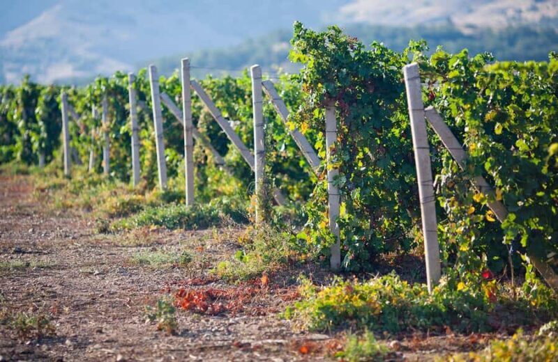 From Lima: Huacachina Sandboarding and Wine Tasting Day Trip - FAQ