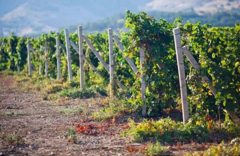 From Lima: Huacachina Sandboarding and Wine Tasting Tour - Practical Tips for Travelers