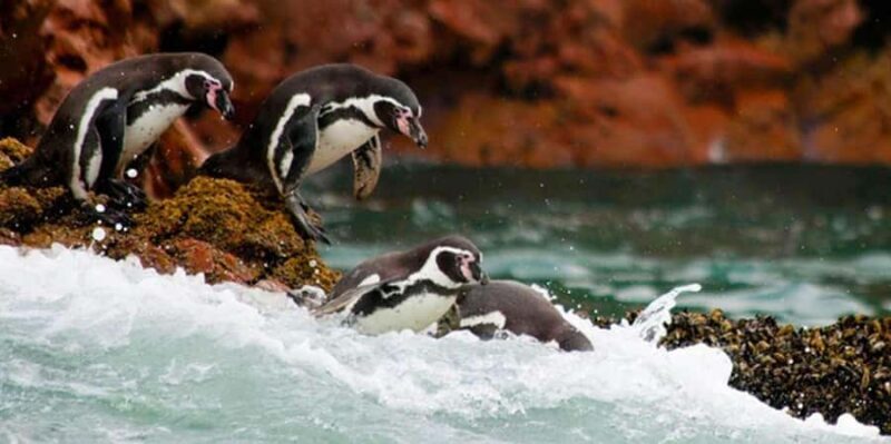 From Lima: Ica - Paracas 3D/2N - A Practical Guide to Your Ica-Paracas 3-Day Adventure