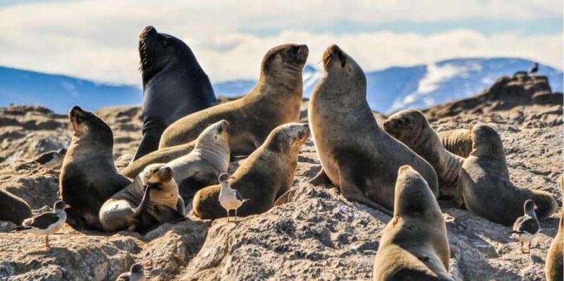 From Lima: Palomino Islands - Callao Bay Excursion Half day - Exploring the Palomino Islands from Lima: An Authentic Marine Adventure